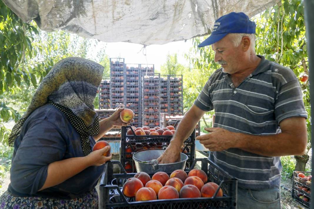 Meyve bahçesine giren üretici gözyaşlarını tutamadı! Tonlarca meyvenin çürüme nedeni şaşırttı 13